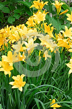 Yellow Hemerocallis. Yellow day lily. Gardening Spring flowers. Blooming lily