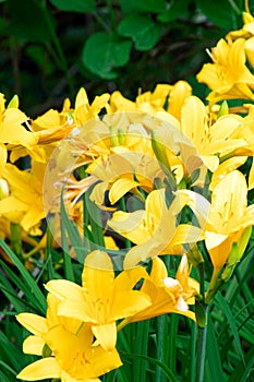 Yellow Hemerocallis. Yellow day lily. Gardening Spring flowers. Blooming lily