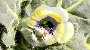 Yellow henbane, medicine plant with flower