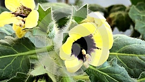 Yellow Henbane, medicine plant with flower