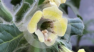 Yellow henbane, medicine plant with flower