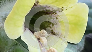 Yellow henbane, medicine plant with flower
