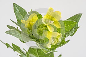 Yellow henbane, medieval medicine plant