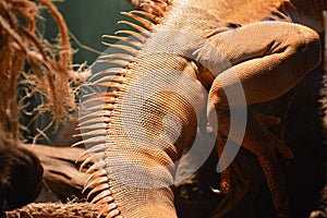 Yellow herbivore iguana closeup. Animal in the terrarium photo