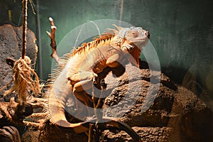 Yellow herbivore iguana closeup. Animal in the terrarium