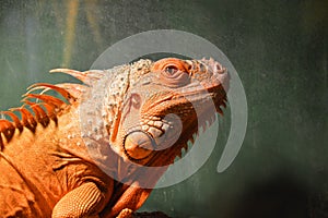 Yellow herbivore iguana closeup. Animal in the terrarium