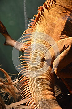 Yellow herbivore iguana closeup. Animal in the terrarium