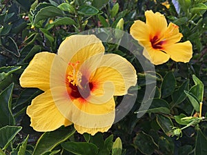 Yellow Hibicus Flowers in Profile Maui, HI