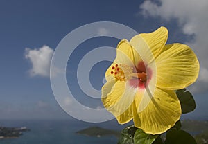 Yellow hibiscus