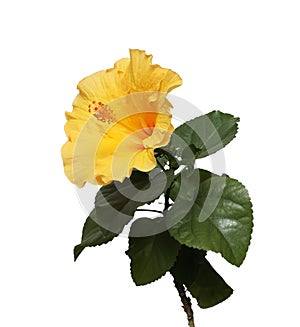 Yellow hibiscus