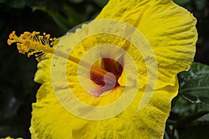 Yellow Hibiscus brackenridgei