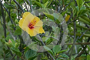 Yellow hibiscus brackenridgei flower growing on the plant in summer