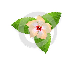 Yellow hibiscus or chaba flower with green leaves isolated