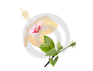 Yellow hibiscus or chaba flower with green leaves isolated