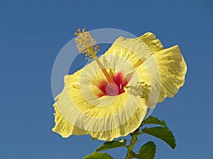 Yellow Hibiscus Flower