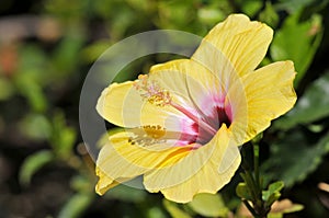 Yellow hibiscus flower