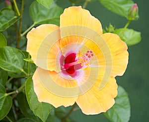 Yellow Hibiscus Flower