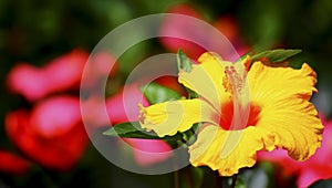 Yellow hibiscus flower