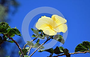 Yellow Hibiscus flower