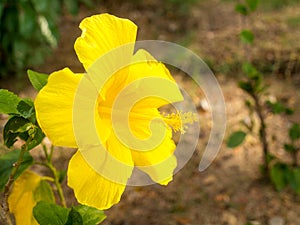 Yellow Hibiscus flower