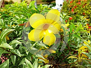 Yellow hibiscus flower on a background in tropical garden. Close up of Nice and beautiful yellow rose mallows flower. Nature and