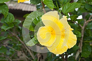 Yellow hibiscus flower in bloom