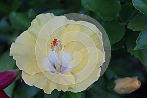 Yellow Hibiscus Flower in Bloom