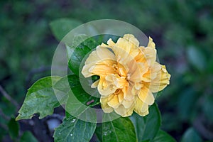 Yellow Hibiscus flower blooming in the garden.