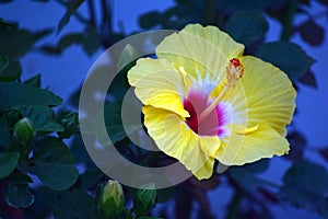 Yellow hibiscus flower, buds