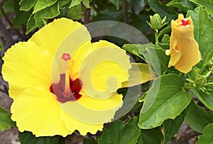 Yellow Hibiscus flower China rose, Gudhal,Chaba in a tropical garden of Tenerife,Canary Islands,Spain.