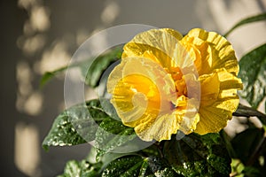 Yellow hibiscus flower. Chinese hibiscus