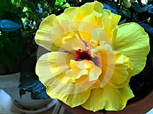 Yellow Hibiscus flower close-up in full bloom