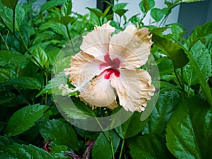 Yellow hibiscus flower with red colour in the middle blooming in the garden