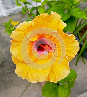 Yellow Hibiscus flower