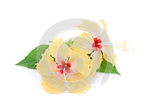 Yellow hibiscus flower isolated on white background
