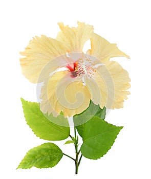 Yellow hibiscus flower isolated on white background