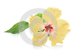 Yellow hibiscus flower isolated on white background