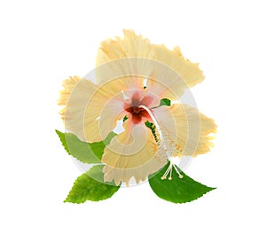 Yellow hibiscus flower isolated on white background