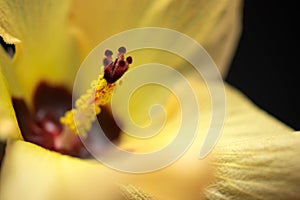 Yellow Hibiscus Flower Macro