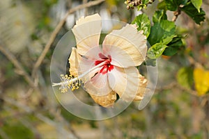 Yellow hibiscus flower