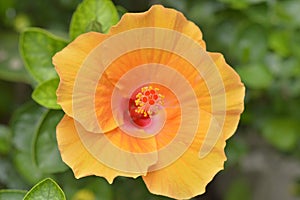 Yellow Hibiscus Flower