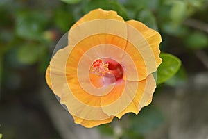 Yellow Hibiscus Flower