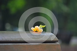 A yellow hibiscus flower on a wooden bench in the rain