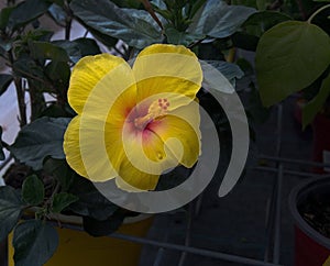 Yellow hibiscus flower