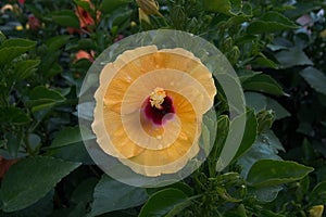 Yellow hibiscus flower