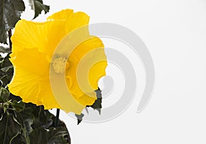 Yellow hibiscus flower on a white background