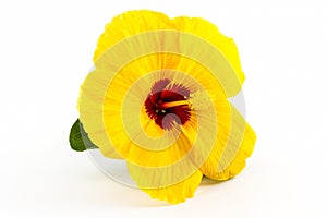 Yellow hibiscus flower.