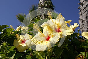 Yellow hibiscus flowers