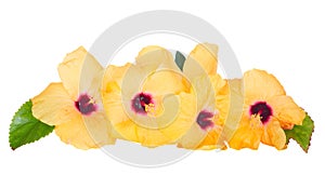 Yellow hibiscus flowers border