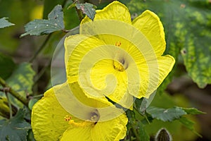 Yellow hibiscus flowers (hibiscus brackenridgei subsp. mokuleianus), native to Hawaii